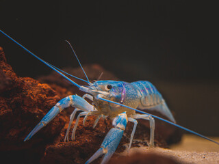 cichlid fish and blue lobster playing in community aquarium