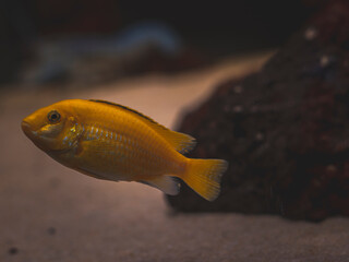 cichlid fish and blue lobster playing in community aquarium