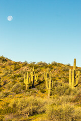 Poster - USA, Arizona, Peridot Mesa. Saguaro cactus and moon.