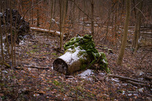 Lonely Tree Stump In A Winter Forest, Covered With Moss And Snow.