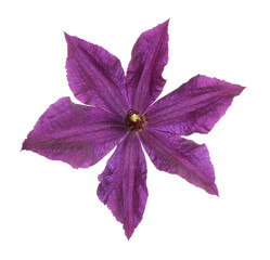 Canvas Print - Beautiful violet clematis