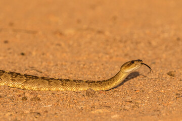 Poster - USA, Arizona, Santa Cruz County. Black-tailed rattlesnake tasting with tongue.