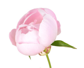 Wall Mural - Pink peony flower