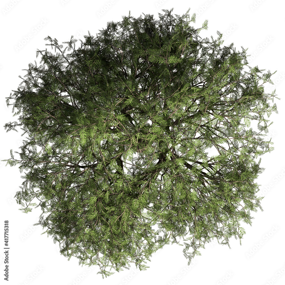 VEGETATION TOP VIEW - TREES AND BUSHES IN PLAN