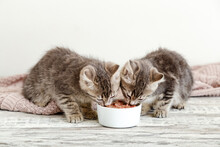 Two Little Tabby Kittens Eat Food From White Bowl On Wooden Floor. Baby Cat Eating Junior Food.