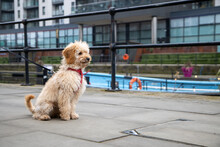 A Very Cute Scruffy Brown Dog Being Taken For A Walk Along The Canal
