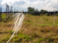 Close-up Photography Of Animal White Hair Tangled In A Barbed Wire Fence, In A Farm Near The Colonial Town Of Villa De Leyva In The Department Of Boyaca, Colombia.