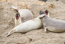 USA, California. San Simeon, Piedras Blancas Elephant Seal Rookery, Elephant Seals On Beach.