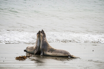 Wall Mural - USA, California. San Simeon, Piedras Blancas Elephant Seal Rookery, male elephant seals on beach.