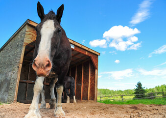 Wall Mural - Clydesdale horse close up at farm on summer day