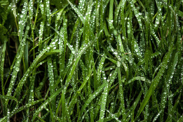 Poster - Closeup shot of green forest grass with lots of droplets on it after a heavy rain