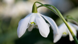 Fototapeta Dmuchawce - Snowdrop in flower in close up, United Kingdom
