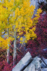 Poster - USA, California, Sierra Nevada Mountains. Mountain dogwood and aspen trees in autumn.