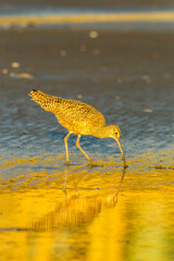 Sticker - USA, California, San Luis Obispo County. Long-billed curlew feeding at sunset.