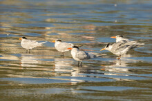 USA, California, San Luis Obispo County. Royal Terns Reflect In Shore Water.