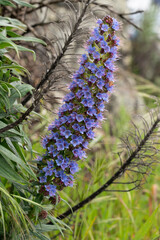 Poster - USA, California, Big Sur Coastline. Pride of Madeira flowers.