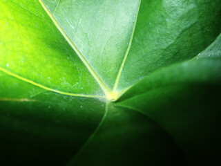 Wall Mural - Macro shot of lack nutrient foliage