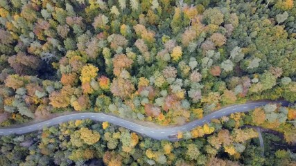 Sticker - Bunter Wald im Herbst mit vielen verschiedenen Farben