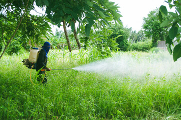 Sung noen, Korat / Thailand - July 4, 2018 : Man using hand-applied herbicides or herbicide application with a backpack sprayer to spray on the grass, weed-killing or weed control.