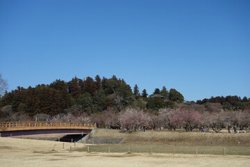 Wall Mural - 公園