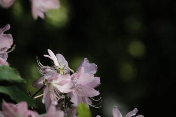 spring flower 