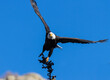 © swkrullimaging - Bald Eagles in Eleven Mile Canyon