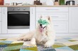 Cute dog with party glasses at home. St. Patrick's Day celebration