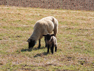 Wall Mural - sheep and lamb