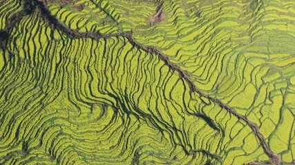 Sticker - aerial view of beautiful spring landscape, rapeseed flower blooming, wuyuan county, jiangxi province, China