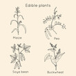 © foxyliam - Set of edible plants maize pea soya buckwheat.