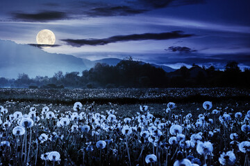 dandelion field in rural landscape at night. beautiful nature scenery with blooming weeds in full mo