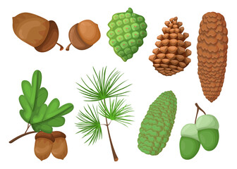 Wall Mural - cones and acorns set. green and brown pinecones, pine tree branch, oak leaves isolated on white. vec