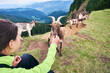 © anatoliy_gleb - Close up young woman is feeding goats cattle in Carpathian mountains against powerful valley and green forests. Warm light and wind weather. Wild ibex in nature environment