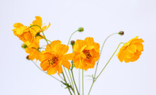 Fresh Summer Bouquet Of Orange Cosmos Flowers On White Background. Floral Home Decor. Selective Focus. Close-up.