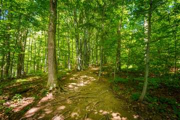  Polonina Carynska path in Bieszczady