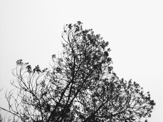 tree silhouette isolated on white