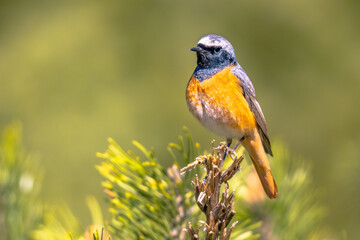 Wall Mural - Common redstart perched on branch of tree