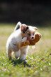 Dog puppy playing with a teddy bear on a green meadow