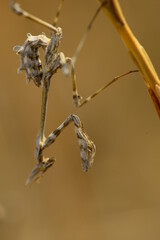 Canvas Print - praying mantis