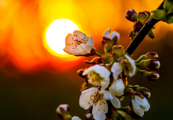 Wall Mural - cherry blossoms, during flowering, close-up on the background of a red sunset