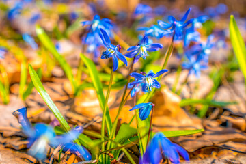 Wall Mural - scilla spring primroses blooming with blue flowers in the rays of the spring morning sun