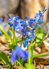 Wall Mural - scilla spring primroses blooming with blue flowers in the rays of the spring morning sun