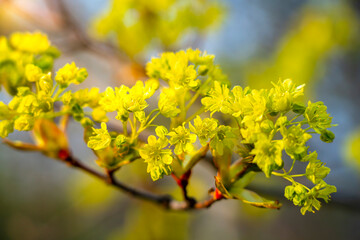 Wall Mural - spring maple blossom, maple flowers close-up on a blurry background