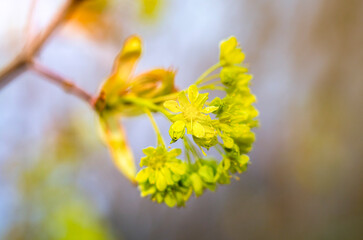 Wall Mural - spring maple blossom, maple flowers close-up on a blurry background