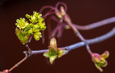 Wall Mural - spring maple blossom, maple flowers close-up on a blurry background
