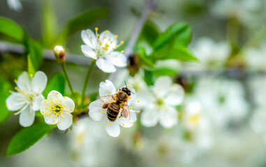 Wall Mural - Cherry blossom close-up, bee pollinates white flowers