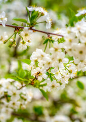 Wall Mural - cherry blossom close-up, bee pollinates white flowers