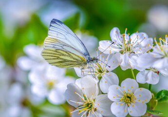Wall Mural - the white-winged hawthorn butterfly sits on cherry blossoms and feeds on nectar
