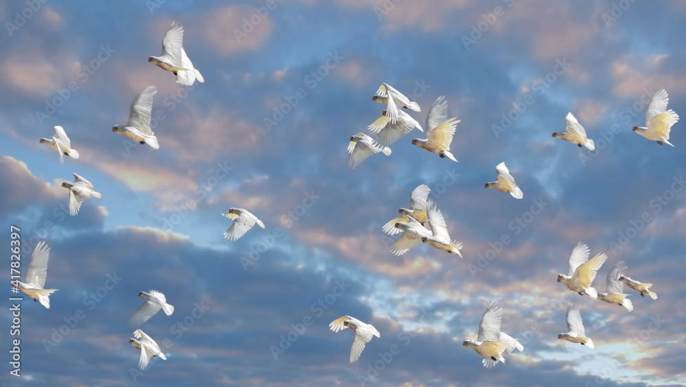Flock of corella birds flying  in flight  against a beautiful sky 