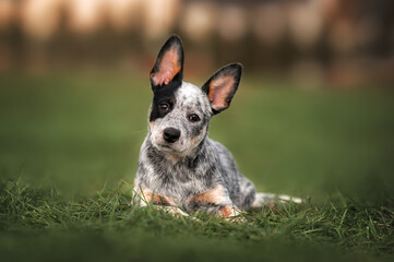 Wall Mural - adorable australian cattle dog puppy lying down on grass outdoors